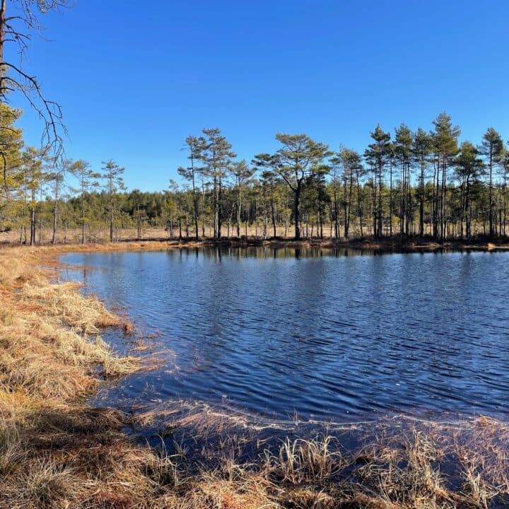 En klar liten vattensamling omgiven av gles tallskog och mossenatur.