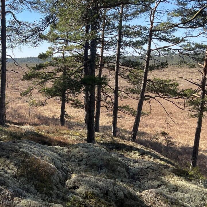 en stor trädfri yta syns genom gles tallskog. Solen skiner.