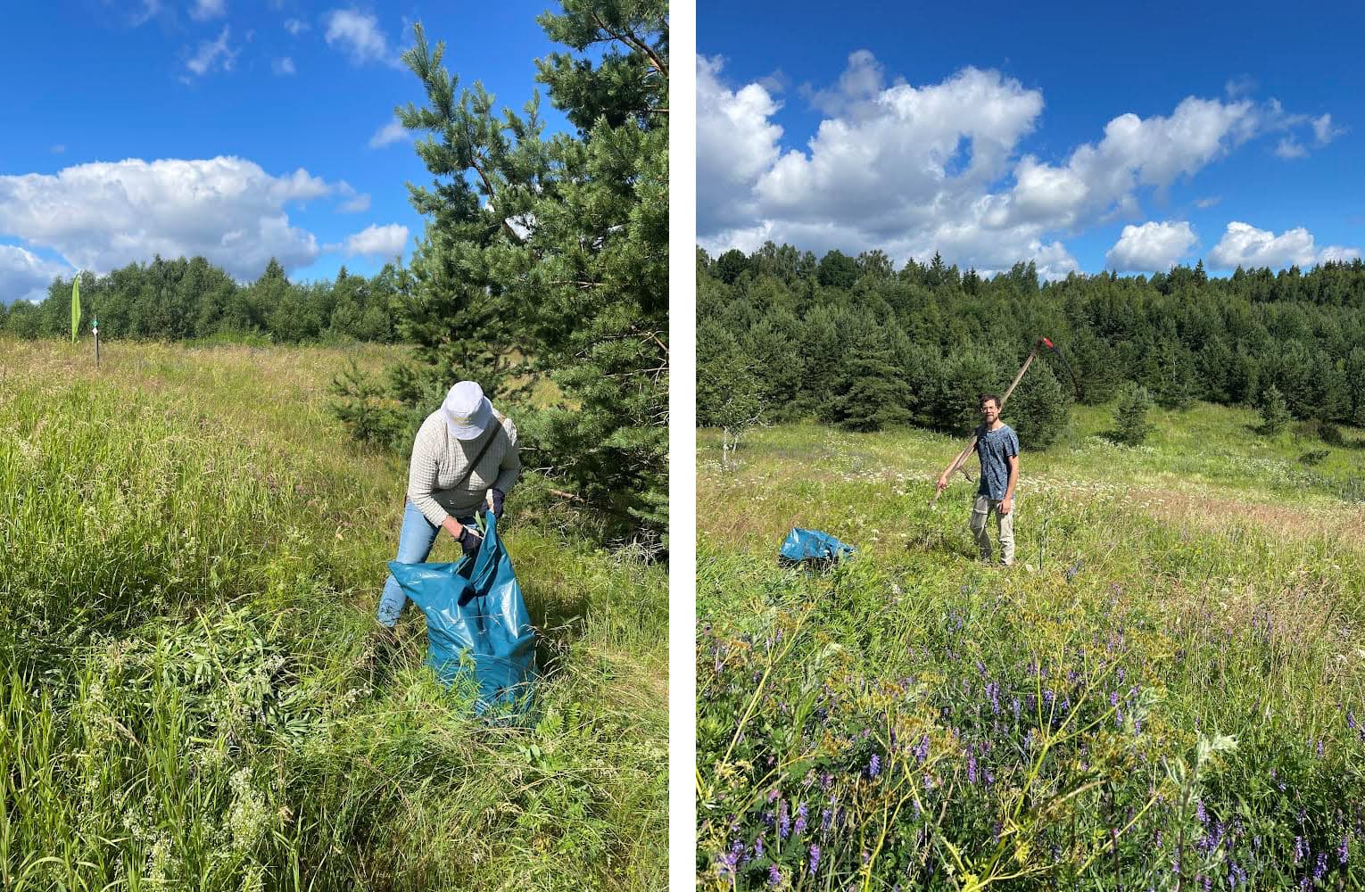 människor arbetar i öppen skogsterräng. De har redskap i händerna samt blå säckar.