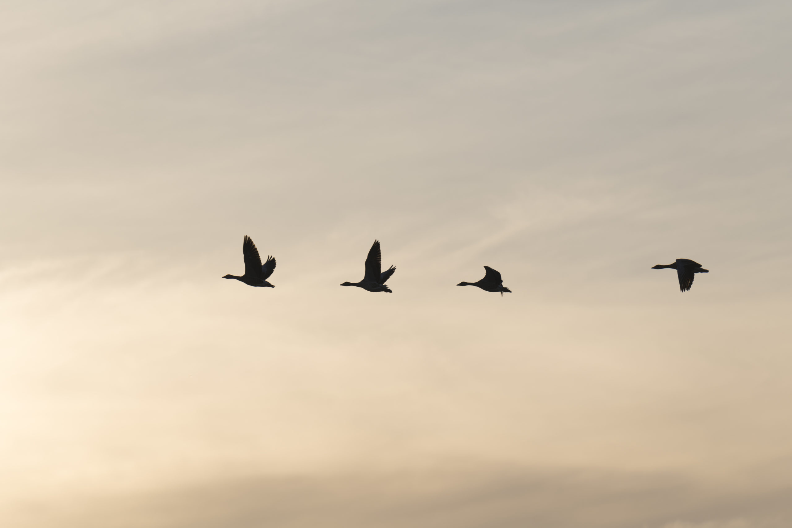 tre fåglar som flyger mot ljus himmel