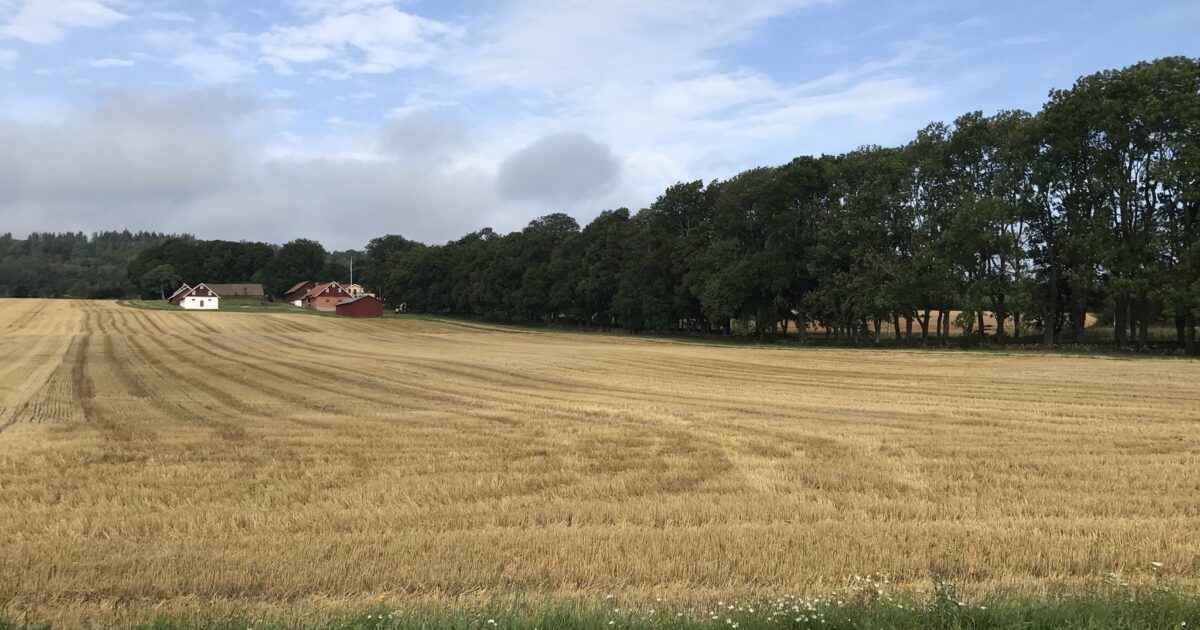jordbrukslandskap med skog och åker i sensommarljus